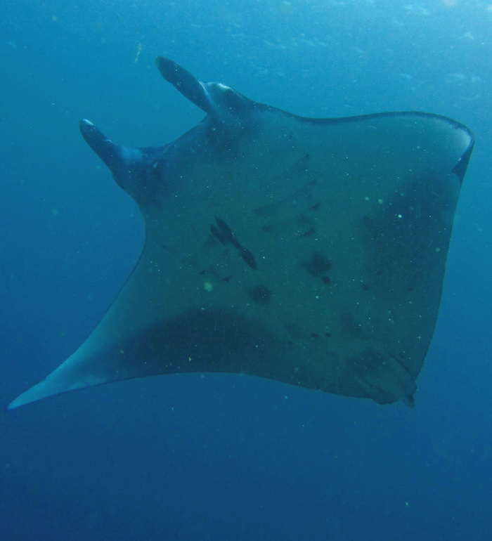 2 Flores, Manta Ray
