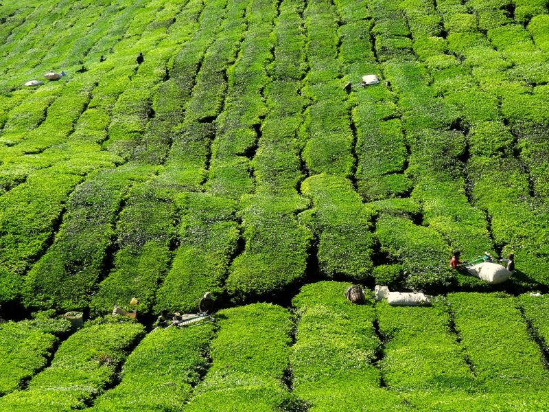 Cameron Highlands