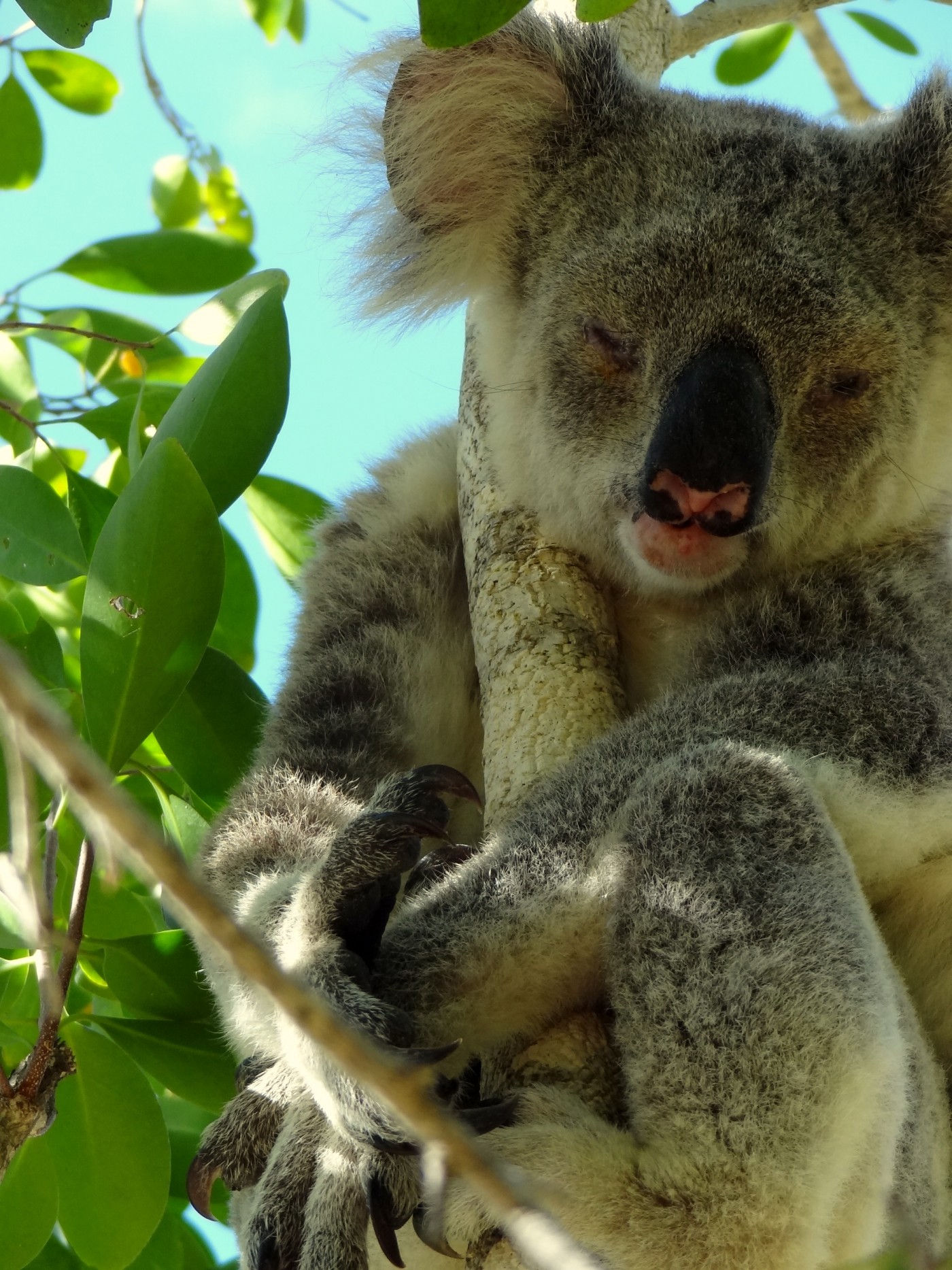 Reizen australie