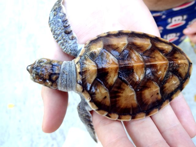 Gili eilanden