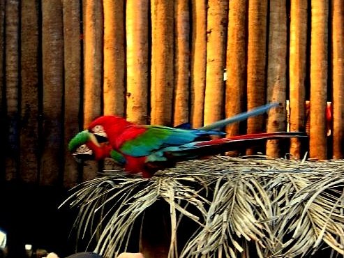 Pantanal Brazilie