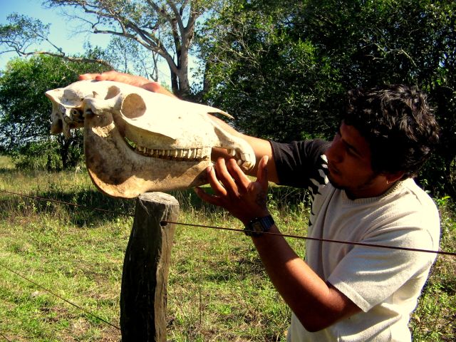 Pantanal Brazilie