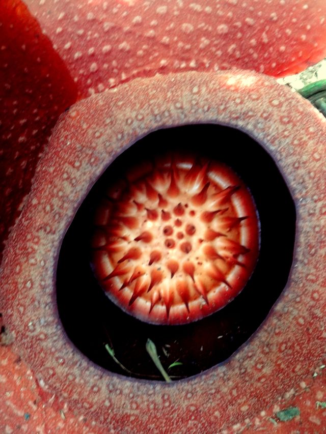 Rafflesia