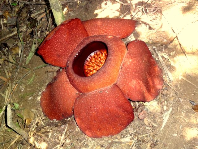 Rafflesia