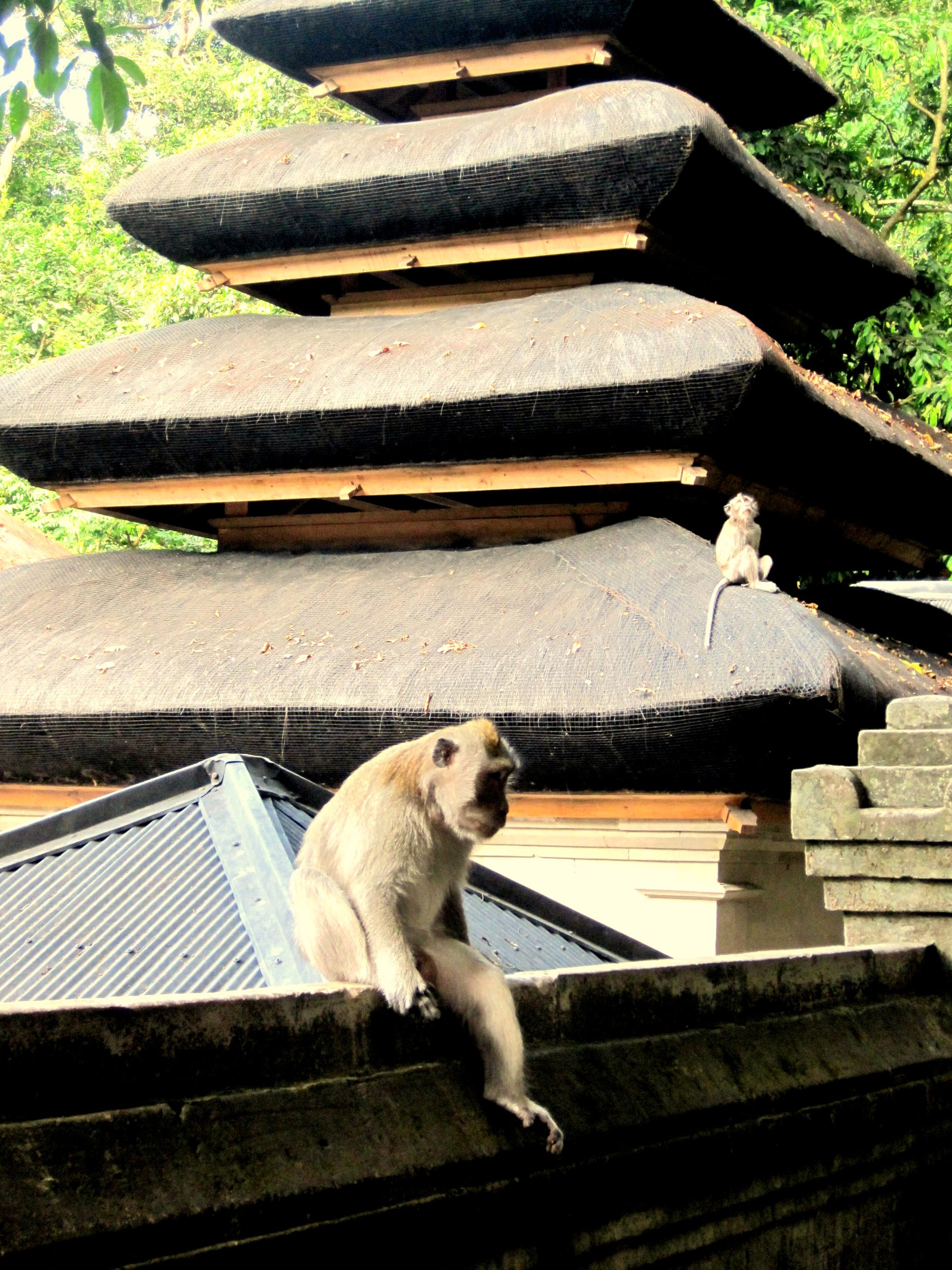 Ubud apen