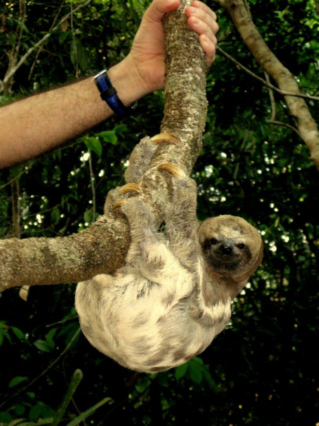 Amazone luiaards spotten