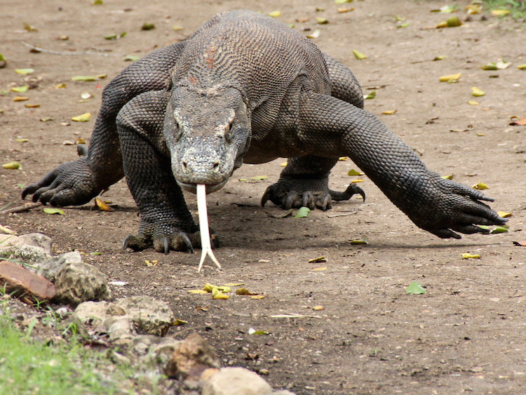 4 Komodo, Komodovaraan