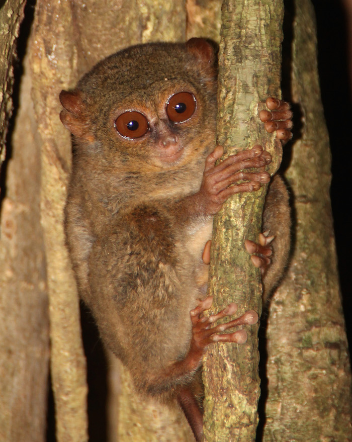 4 Sulawesi, Tangkoko NP, Tarsier