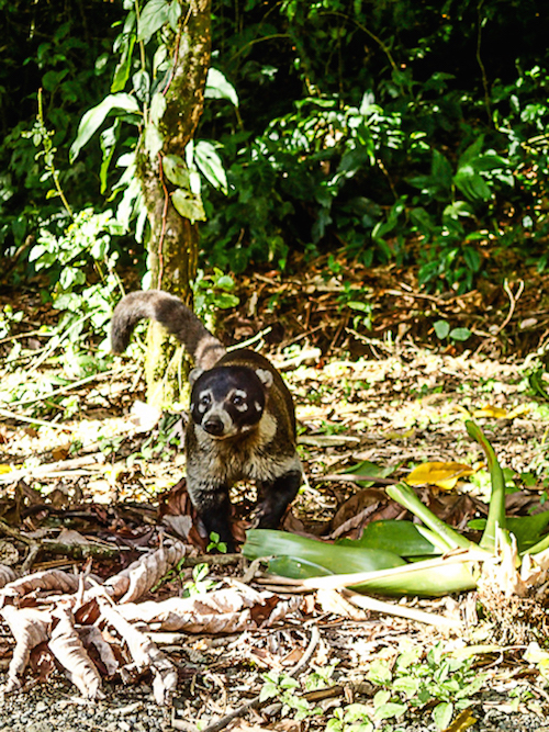 4. Arenal - cerro chato (neusbeertje)