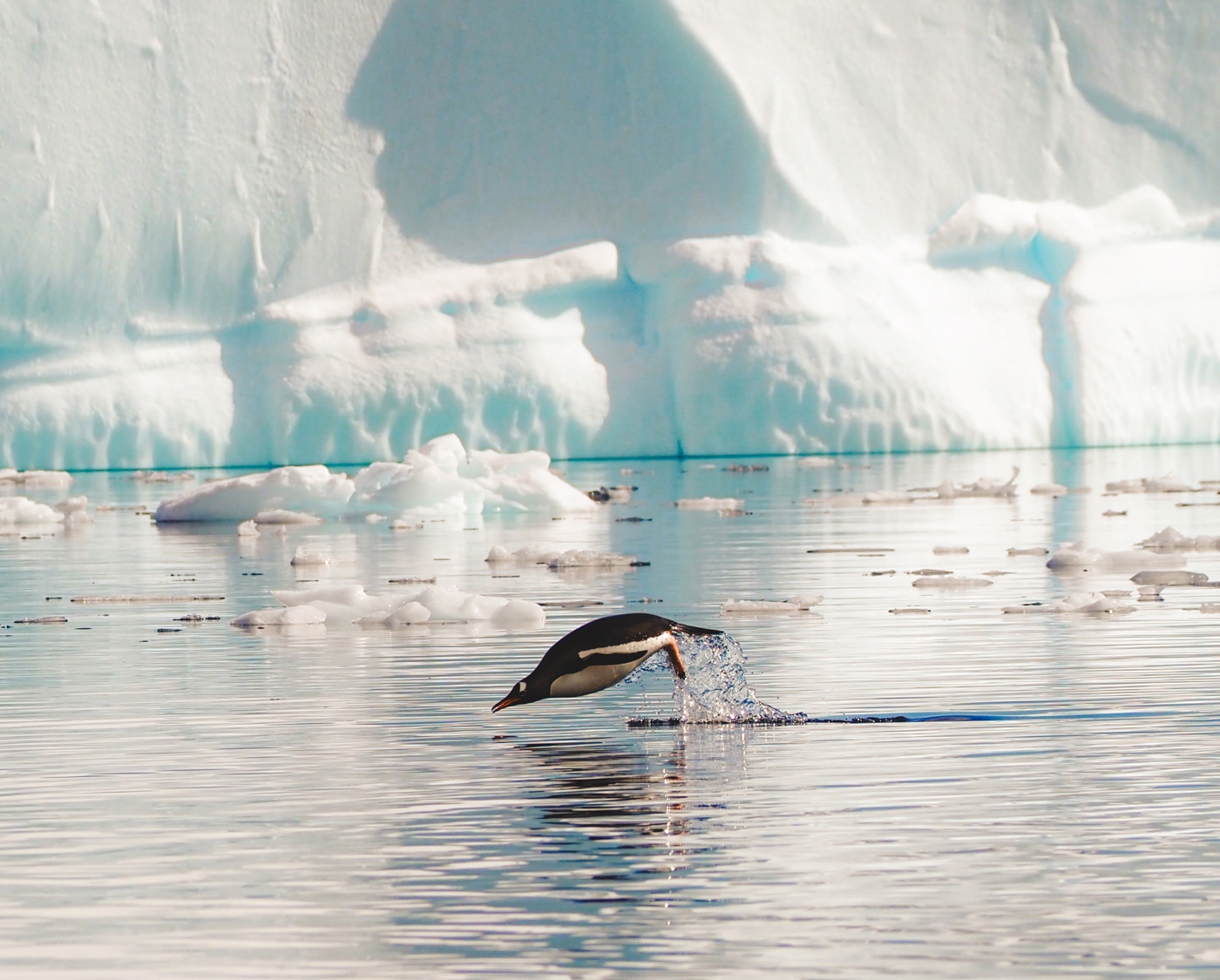 Antarctica dieren-3