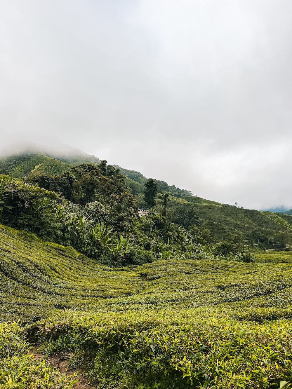 BOH Sungai Palas Tea Centre, Tanah Rata