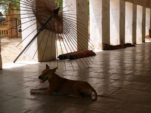 Bagan tempel honden