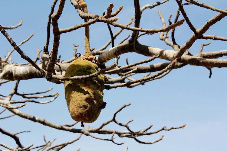 Baobab eten gambia