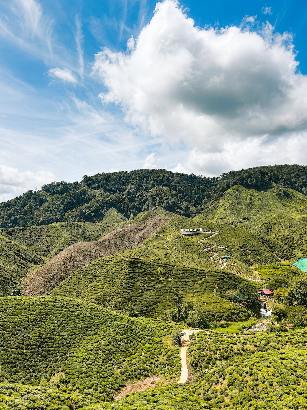 Bharat Tea Plantations landschap
