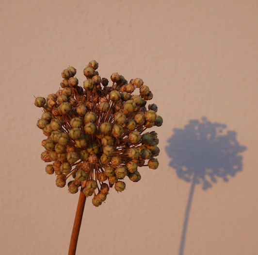 Bloemen kreta