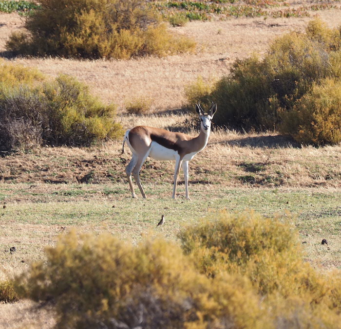 Bontebok spotten bushmans kloof