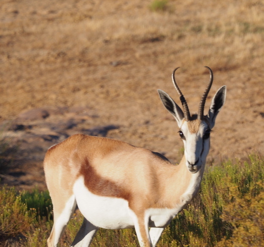 Bontebok bushmans kloof