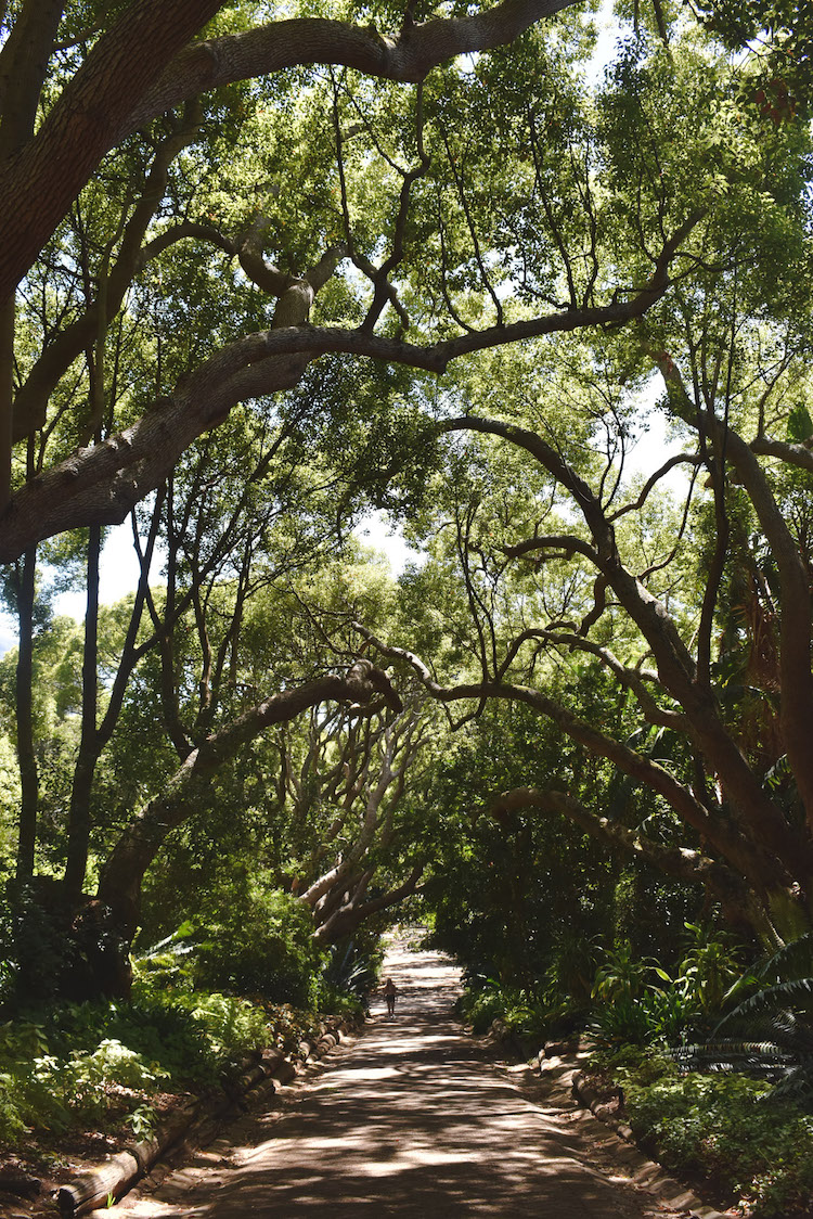Botanische tuin kaapstad kirstenbosch-3