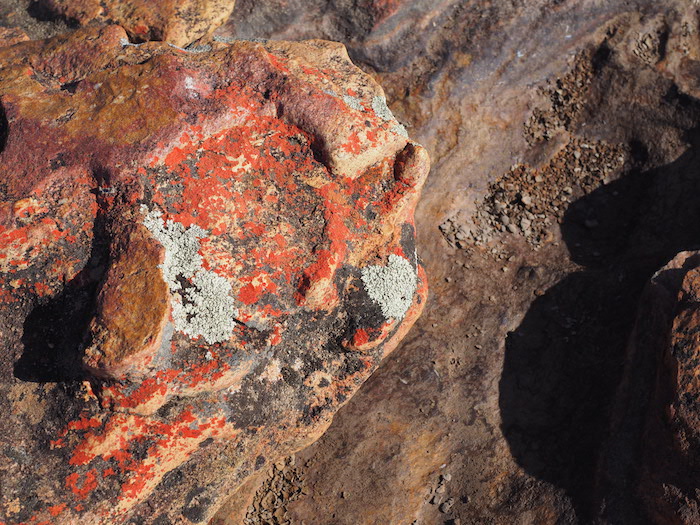 Omgeving bushmans kloof wildlife reserve