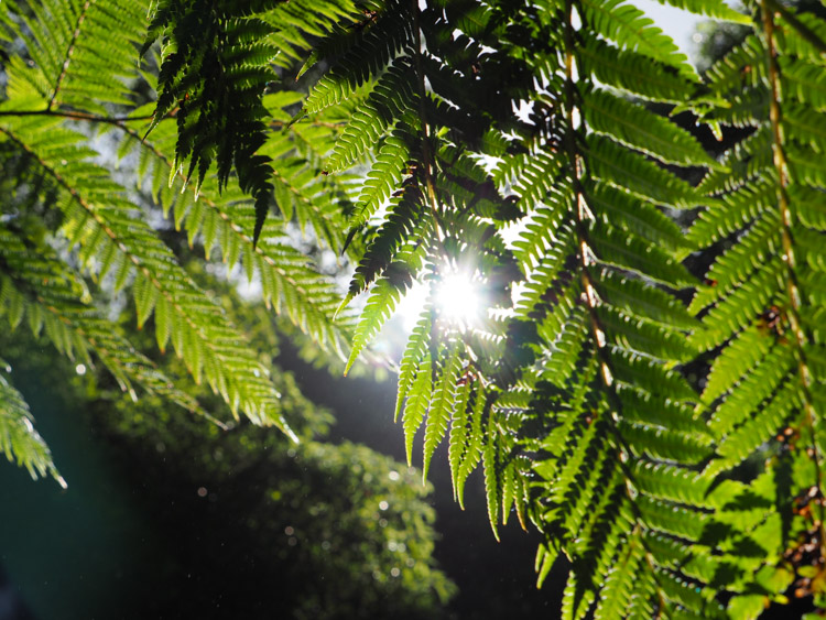 Caldeira Velha azoren bomen