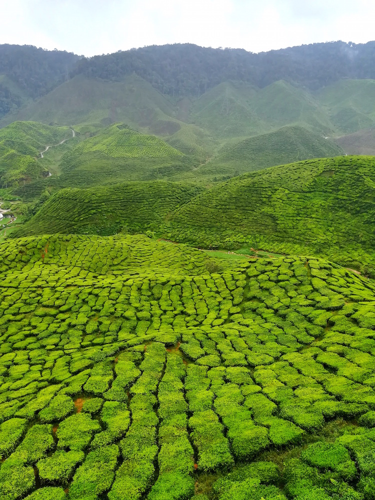 cameron highlands maleisie backpack route 3 weken