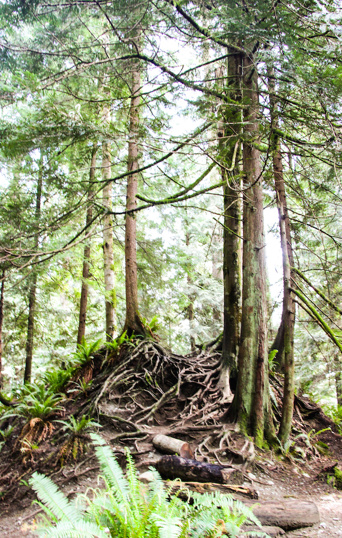 capilano-lake-2
