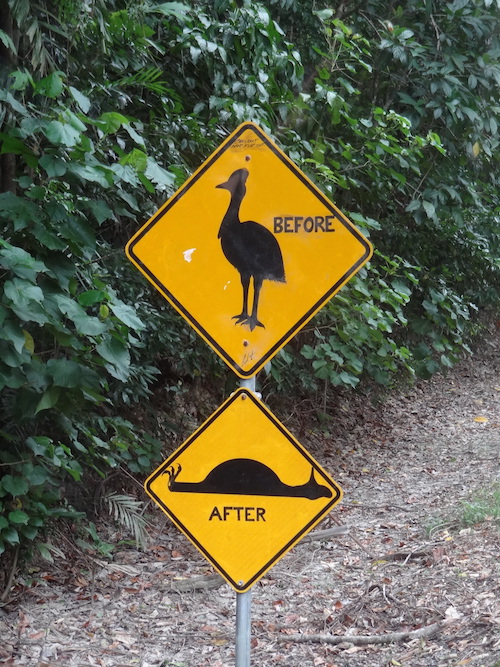 Casuarissen australische dieren