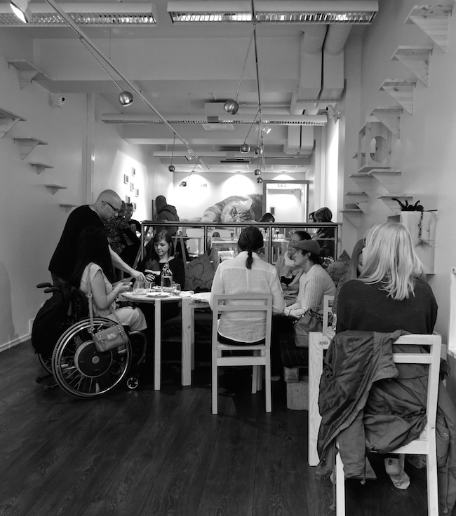 Catcafe in helsinki