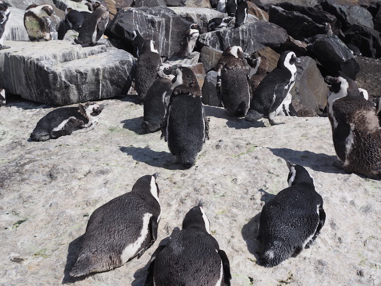 Penguin Boulders Beach