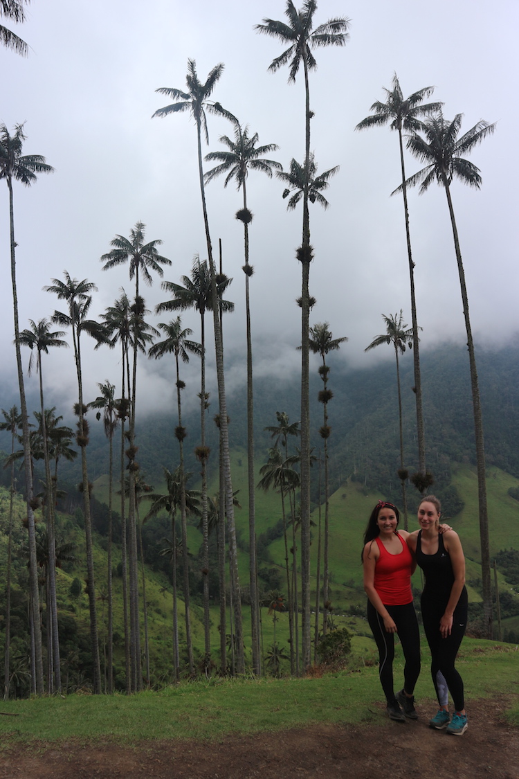 Cocora de valley colombia