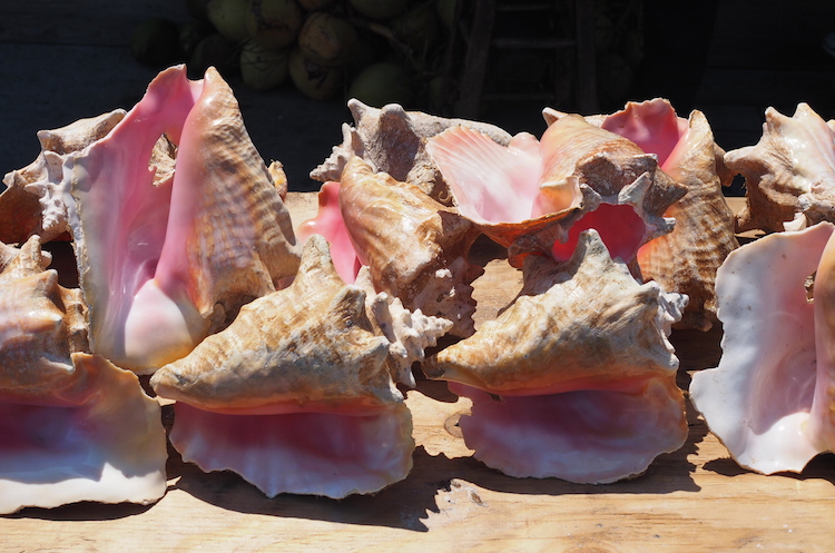 Conch schelpen nassau