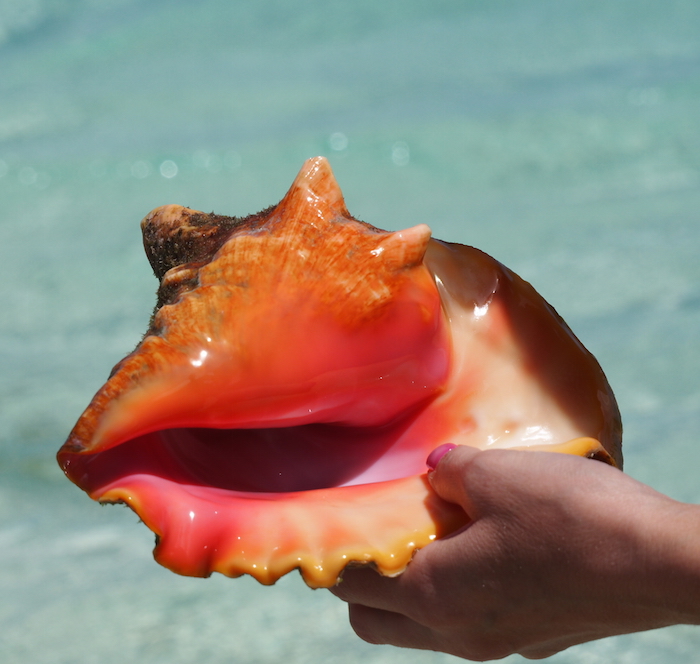 Exumas conch shells bahamas