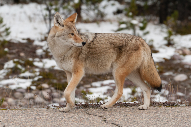 Coyote Icefields Parkway