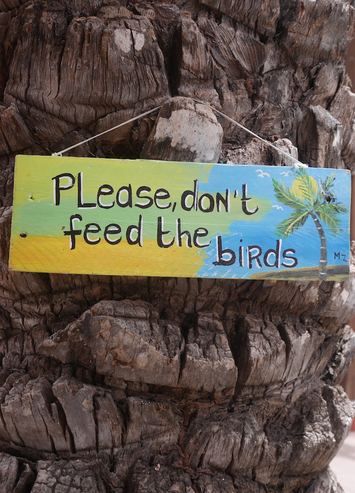 Curcao please don't feed the birds