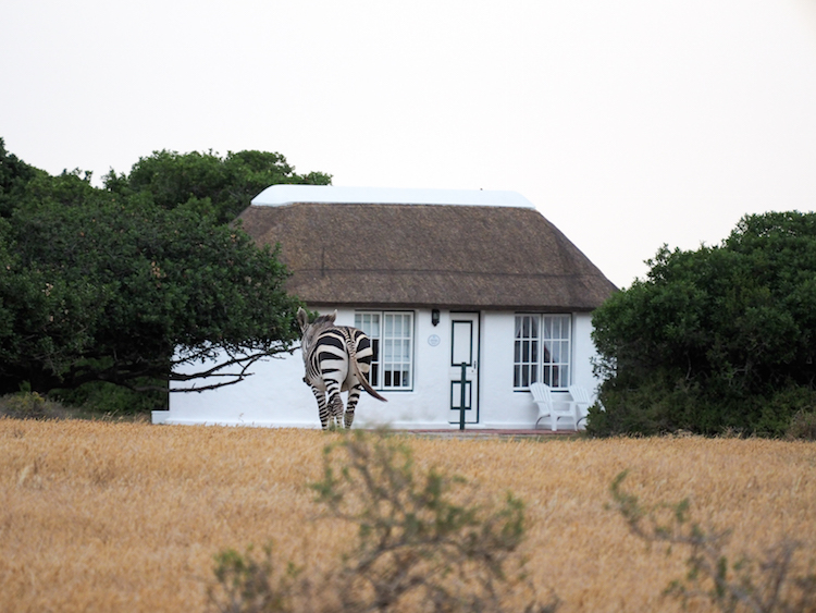 De Hoop collection cottages zebra
