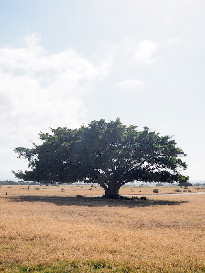 De Hoop meeting tree