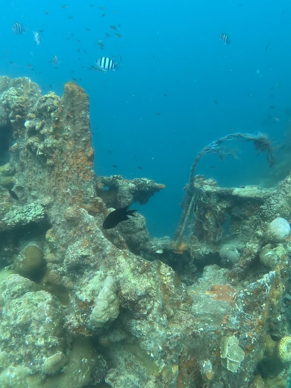 Eilandentour Coron vissen in de zee