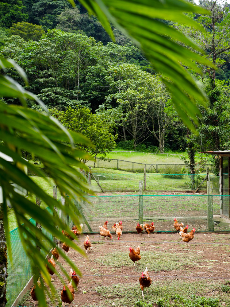El Silencio lodge spa Costa Rica moestuin-3