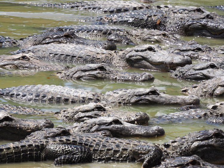 Everglades Alligator Farm alligators