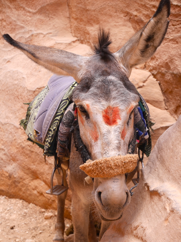 Ezels in Petra Jordanie