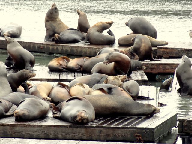 San Francisco Fishermans Wharf