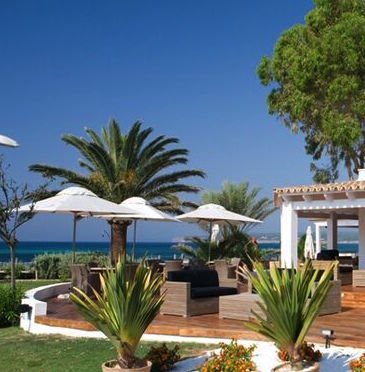 Formentera palmbomen
