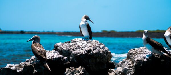 Galapagos