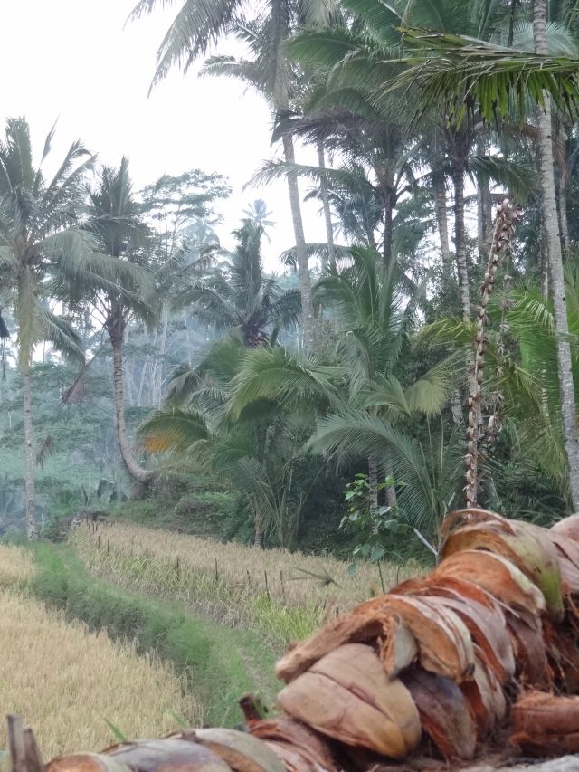 Gunung Kawi Uitzicht