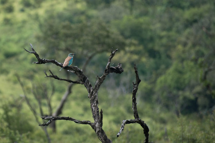 Hluhluwe zuid afrika vogeltjes