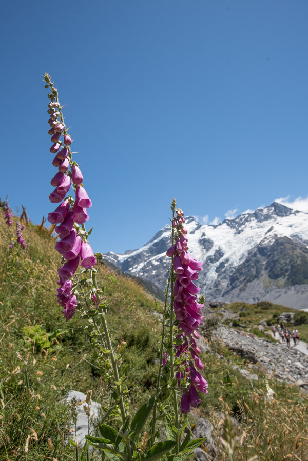 Hooker Valley Track Nieuw Zeeland bloemen