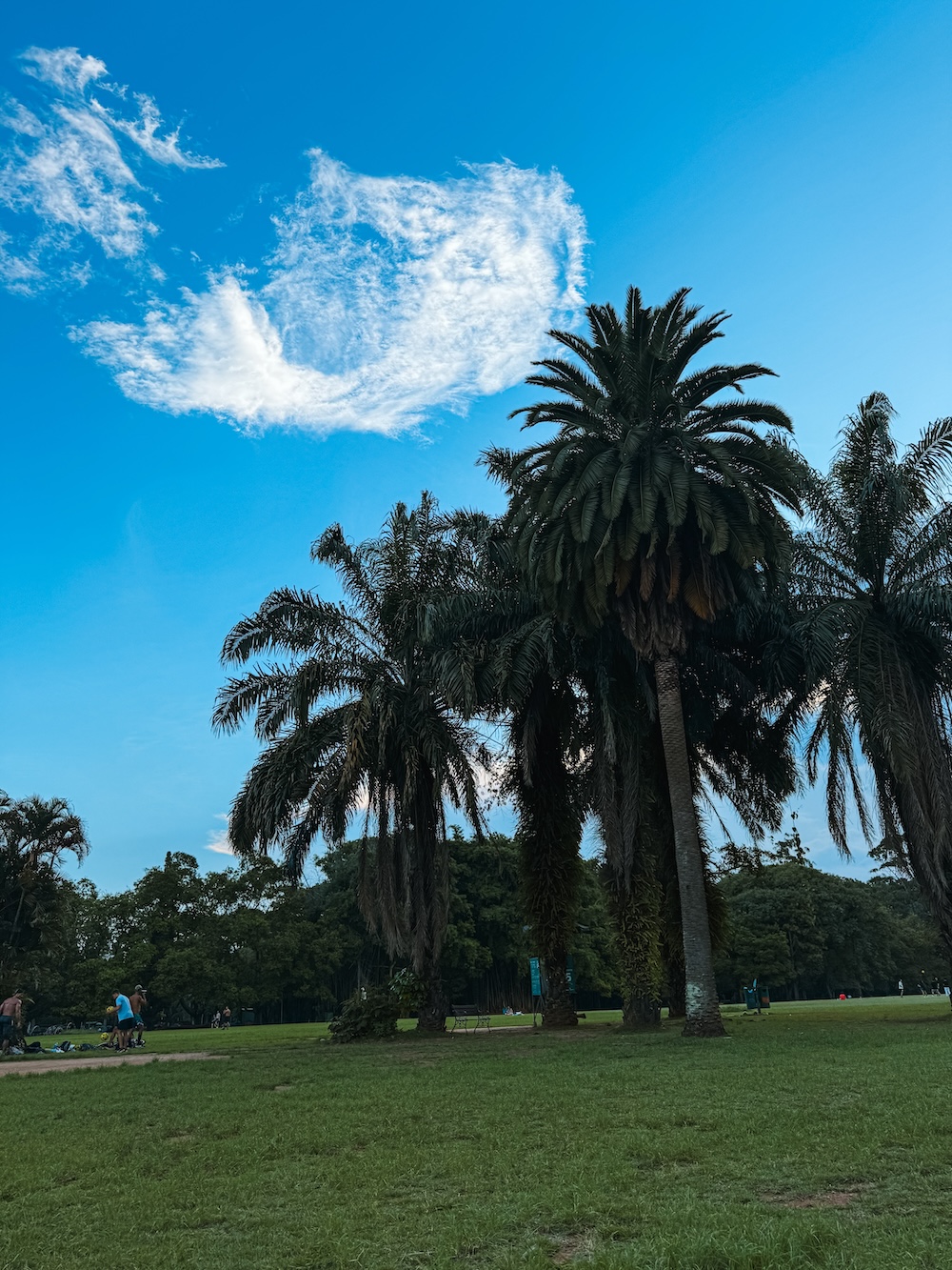 Ibirapuera Park palmbomen