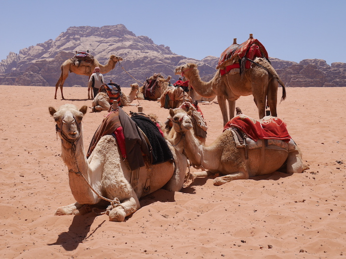 Kamelen in Wadi rum