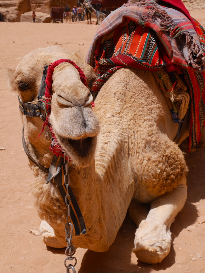 Kamelen kijken in Petra