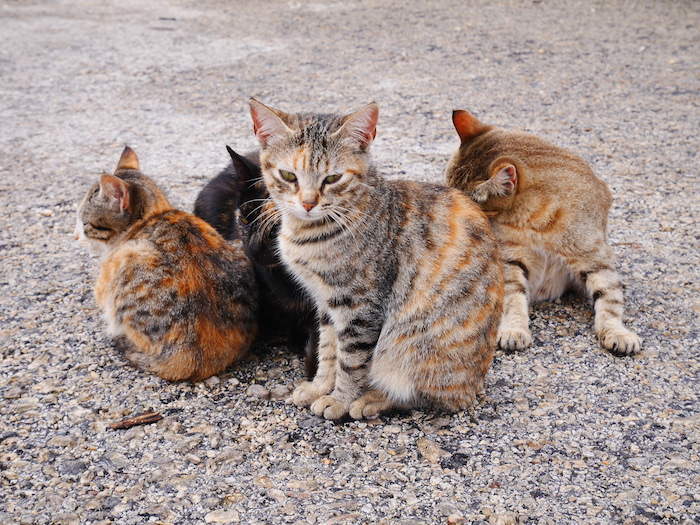 Katten cavagrande sicilie oostkust